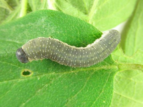 Abia mutica