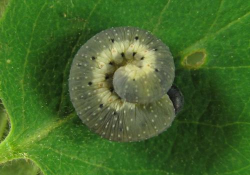 Abia mutica