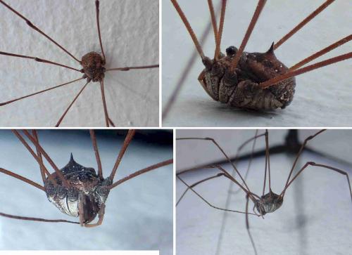 Gagrellinae