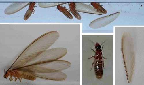 Réf. 223 625 : Macrotermes sp.