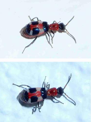 Réf. 223 739 : Intybia sp.