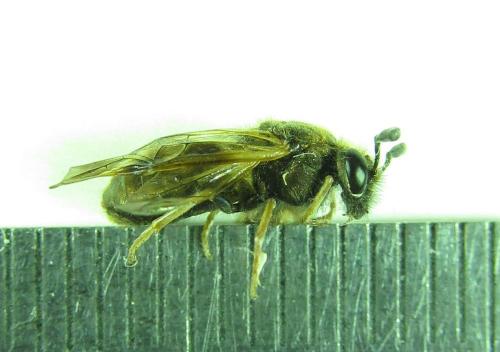 Abia mutica