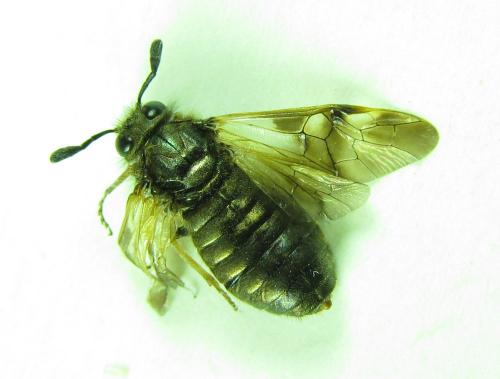 Abia mutica