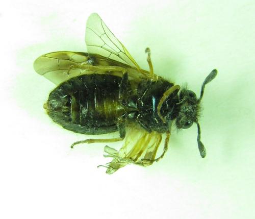Abia mutica