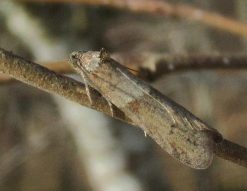 Réf. 223 985 : Tortricodes alternella
