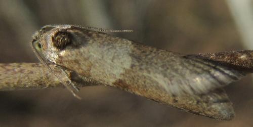 Réf. 223 986 : Tortricodes alternella
