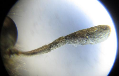 Abia mutica