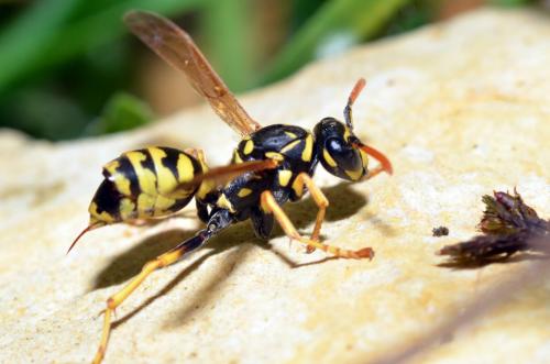 Polistes dominula