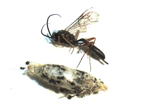 Campoplex sp.