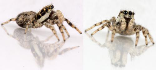 Salticus mutabilis