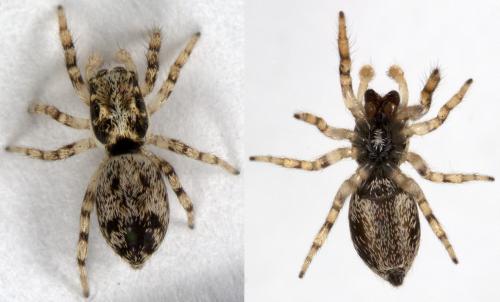 Salticus mutabilis