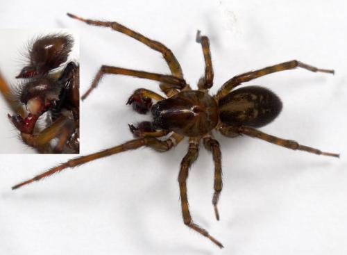 Réf. 223 956 : Amaurobius ferox