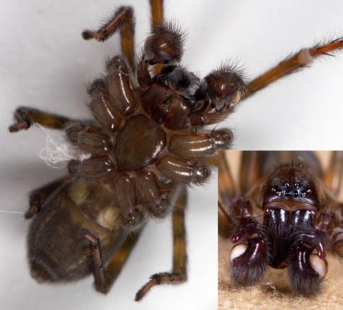 Amaurobius ferox