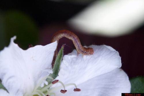 Réf. 223 068 : Agriopis sp.