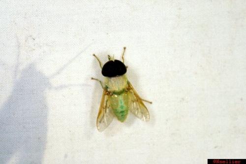 Chlorotabanus sp.
