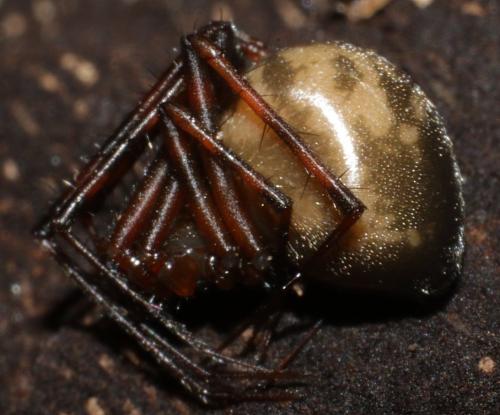 Réf. 223 374 : Pimoa rupicola