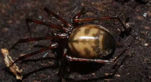 Réf. 223 372 : Pimoa rupicola