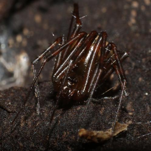 Réf. 223 373 : Pimoa rupicola