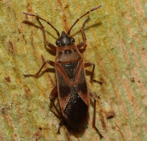 Arocatus sp.