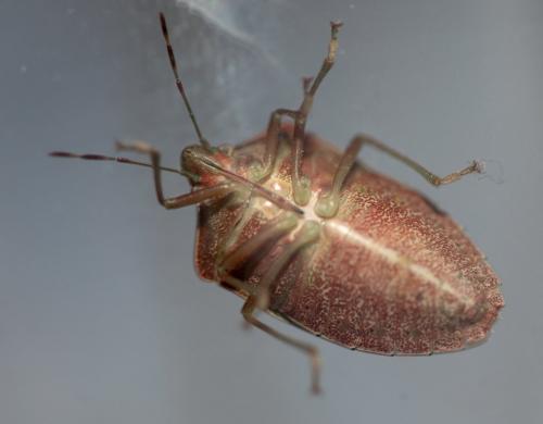 Nezara viridula