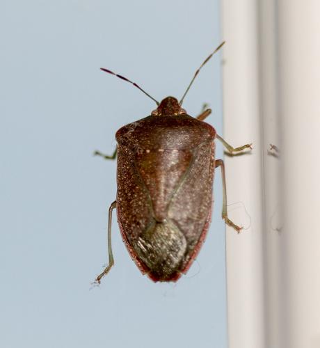 Nezara viridula