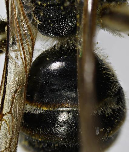 Lasioglossum pallens
