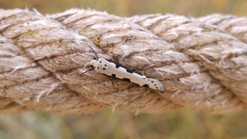 Ethmia bipunctella