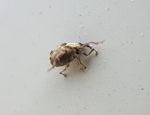 Réf. 223 013 : Nedyus quadrimaculatus