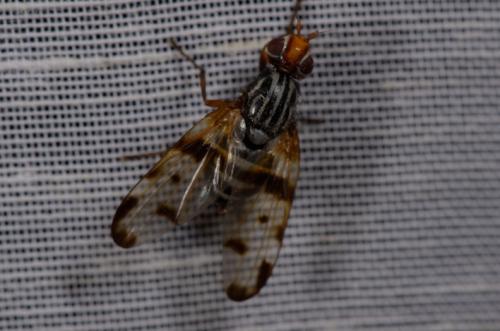 Otites porcus
