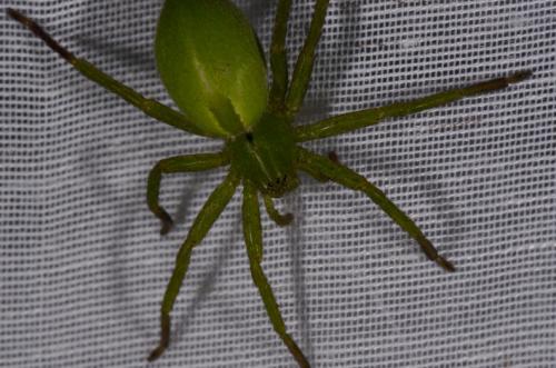 Micrommata ligurina