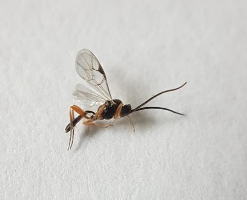 Aclastus sp.