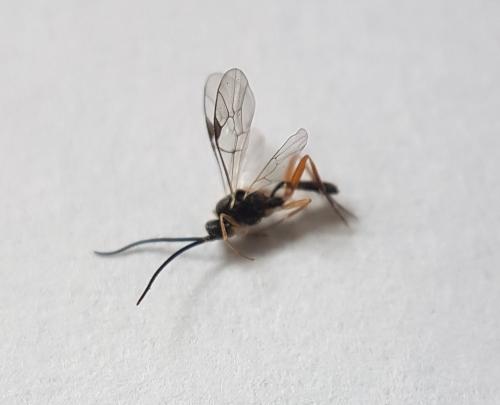 Aclastus sp.