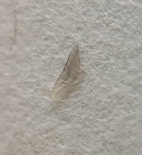 Aclastus sp.
