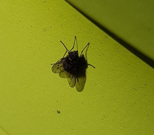 Phaonia subventa
