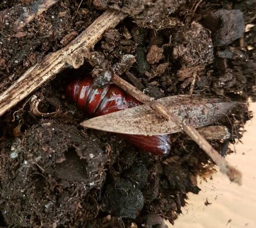 Réf. 223 396 : Phlogophora meticulosa