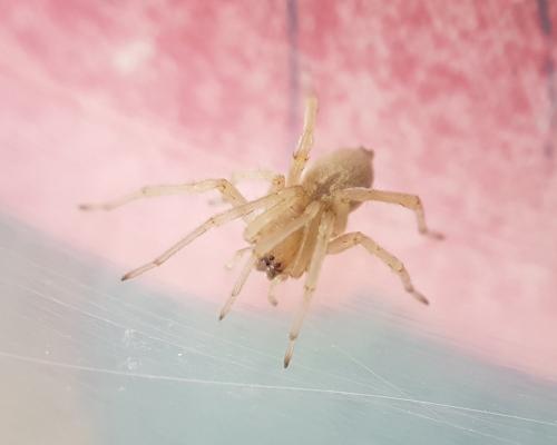 Cheiracanthium sp.