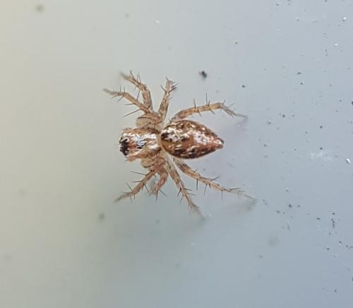 Réf. 223 404 : Oxyopes sp.