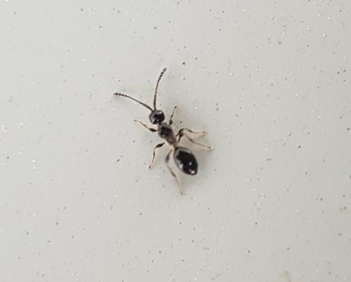 Aneuropria foersteri
