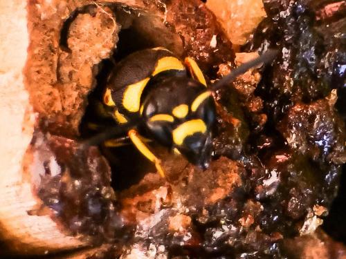 Euodynerus posticus