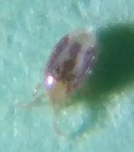 Ornithonyssus bacoti