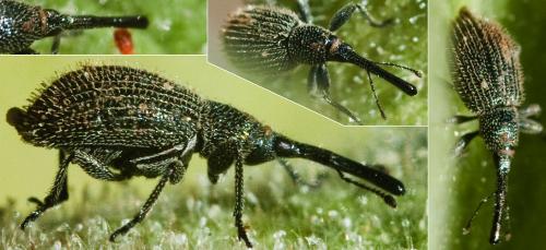 Phrissotrichum tubiferum