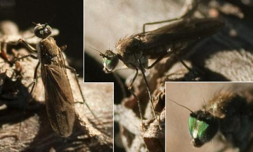 Campsicnemus umbripennis
