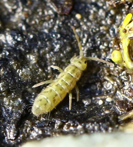 Isotomurus maculatus