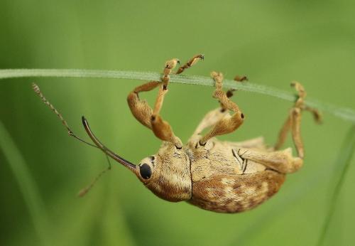 Réf. 223 645 : Curculio pellitus