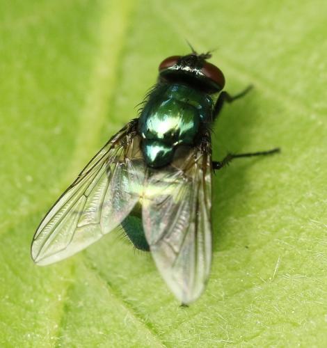 Réf. 223 389 : Pyrellia vivida