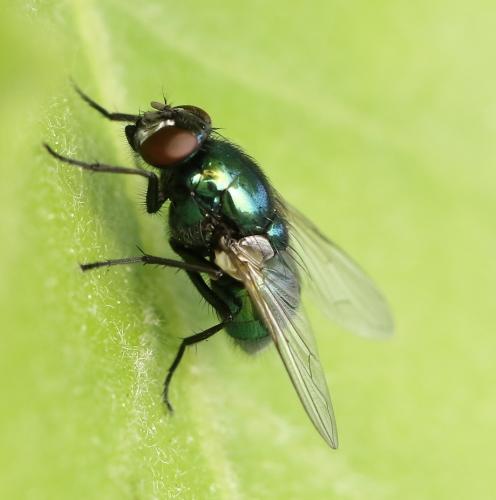 Réf. 223 390 : Pyrellia vivida