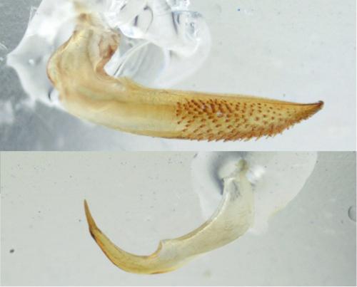 Sigara striata