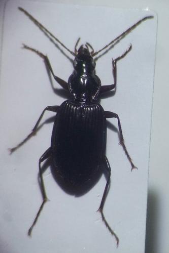 Réf. 223 945 : Platynus assimilis