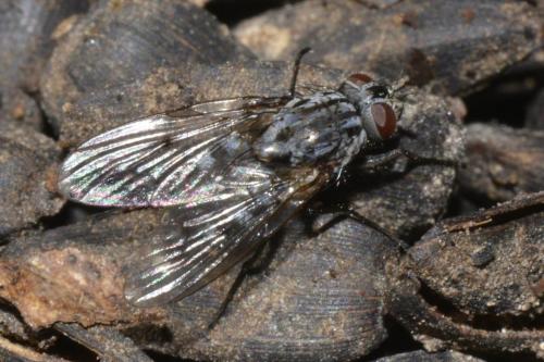 Réf. 223 722 : Phaonia trimaculata