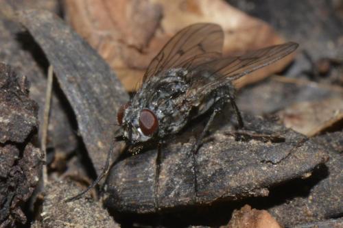 Réf. 223 723 : Phaonia trimaculata